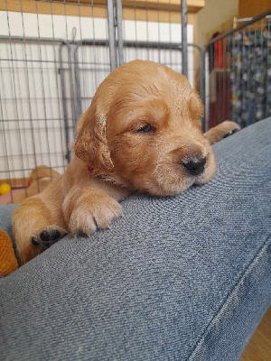 CHIOT