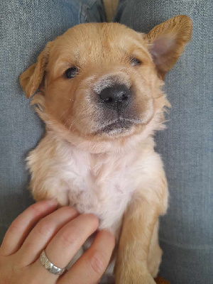 CHIOT
